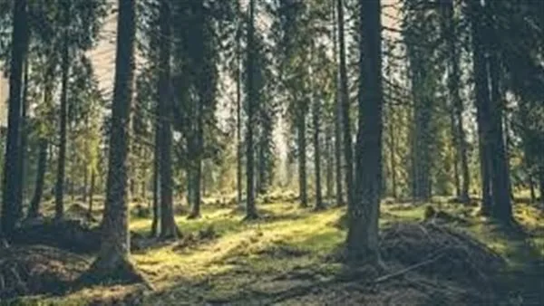 تأويل حلم الغابة وارتباطه بالسعي نحو النجاح تأويل حلم الغابة وارتباطه بالسعي نحو النجاح