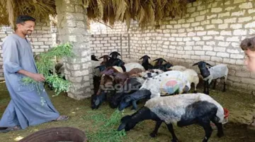 تحديد عمر الخروف من خلال أسنانه: نصائح لاختيار الأضحية المثالية قبل العيد
