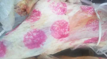 تحقيق في غش تجاري: ضبط محل جزارة في الإسكندرية يبيع لحوم مجمدة على أنها محلية