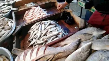 تراجع أسعار المعكرونة: أسعار الأسماك والمأكولات البحرية في سوق العبور بتاريخ 3-6-2025