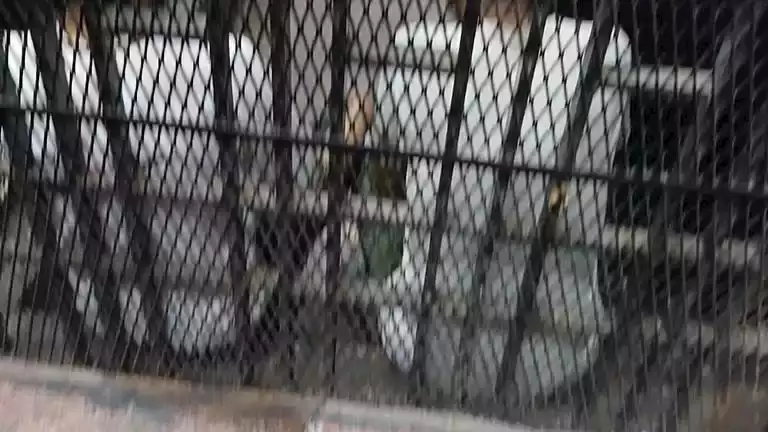 تسجيل الحادثة.. حبس 4 شباب اعتدوا على سيدة من ذوي الاحتياجات الخاصة في طنطا تسجيل الحادثة.. حبس 4 شباب اعتدوا على سيدة من ذوي الاحتياجات الخاصة في طنطا