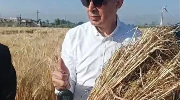 تسليم 507 آلاف طن من القمح في المنيا منذ بدء الموسم