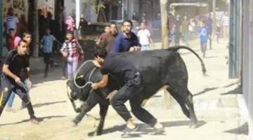 تشعر بالتوتر بسبب “صخب الناس” .. نصائح لتفادي هروب العجول خلال العيد