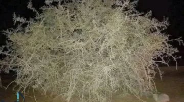 تصاعد التوتر بين إسرائيل وإيران: صورة لشجرة “الغرقد”، رمز اليهود، تثير جدلاً على وسائل التواصل الاجتماعي
