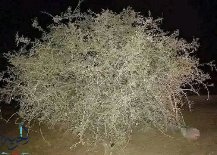 تصاعد التوتر بين إسرائيل وإيران: صورة لشجرة “الغرقد”، رمز اليهود، تثير جدلاً على وسائل التواصل الاجتماعي تصاعد التوتر بين إسرائيل وإيران: صورة لشجرة “الغرقد”، رمز اليهود، تثير جدلاً على وسائل التواصل الاجتماعي
