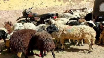 تقدم بلاغات ضد تاجر مواشي في قنا بتهمة استيلائه على 3 ملايين جنيه تحت غطاء الأضاحي