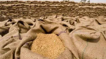 تقديم 309 آلاف طن من القمح المحلي إلى صوامع وشون محافظة البحيرة