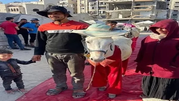 تكريم الحمار في غزة: رفيق الفلسطيني في الصمود ضد الحصار تكريم الحمار في غزة: رفيق الفلسطيني في الصمود ضد الحصار