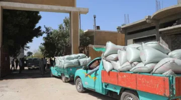 توريد 262 ألف طن من القمح في بني سويف.. والمحافظ يراقب سير العمل والتسهيلات المقدمة للفلاحين