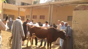 ثلاث حملات مجانية لحماية الثروة الحيوانية في المنوفية
