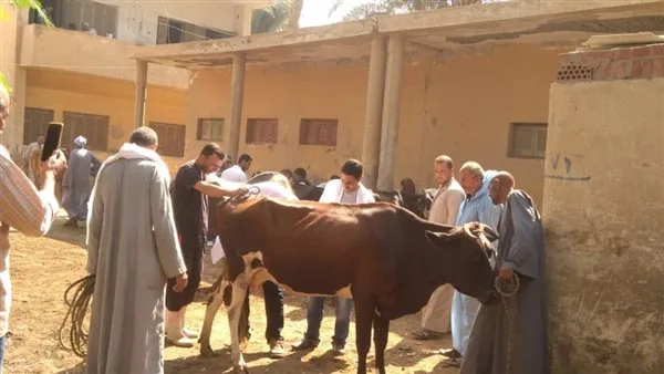 ثلاث حملات مجانية لحماية الثروة الحيوانية في المنوفية ثلاث حملات مجانية لحماية الثروة الحيوانية في المنوفية