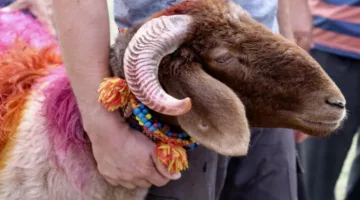 جزار مصري ينظم احتفالًا مبهجًا بمناسبة أضاحي عيد الأضحى (فيديو)