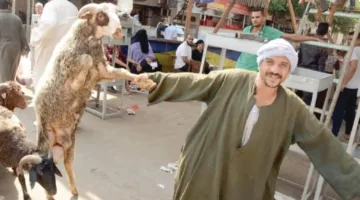 حكاية مصورة – الرقص مع الكبش