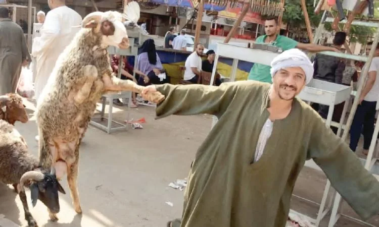 حكاية مصورة – الرقص مع الكبش حكاية مصورة – الرقص مع الكبش