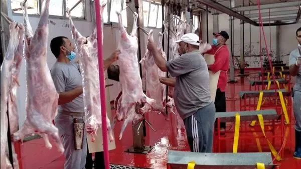حملات شديدة على متاجر اللحوم ومراقبة المسالخ ومنع ذبح الأضاحي في الشوارع حملات شديدة على متاجر اللحوم ومراقبة المسالخ ومنع ذبح الأضاحي في الشوارع