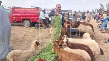 خبير في الغذاء يكشف عن الأخطاء الشائعة التي يرتكبها البعض أثناء ذبح الأضاحي (اكتشفها)
