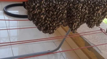 خبير يطالب وزير الزراعة بتشكيل فرق لحماية سكان العاصمة من خطر النحل البري