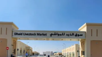 خطة شاملة لإدارة سوق المواشي في الذيد