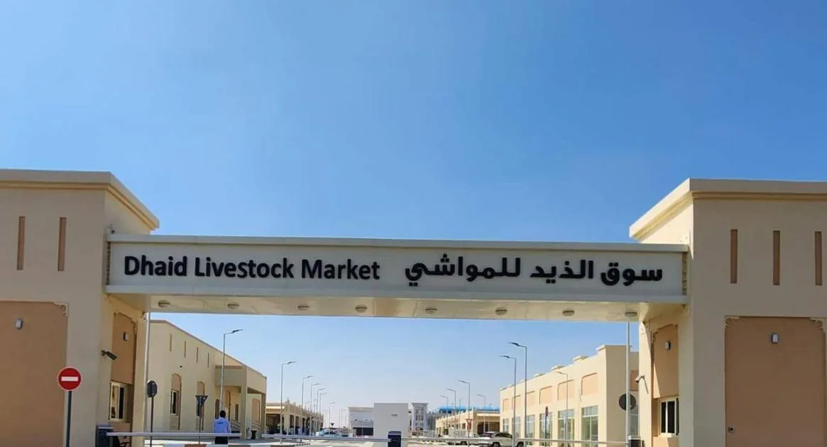 خطة شاملة لإدارة سوق المواشي في الذيد خطة شاملة لإدارة سوق المواشي في الذيد