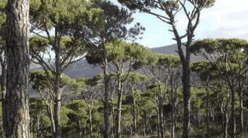 داخل المنطقة الغابية في الجنوب.. اكتشاف جثة رجل مسن.