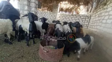 دار الإفتاء تبين حكم مشاركة غير المسلمين في الأضحية الكبيرة.. هل هو مسموح شرعًا؟