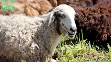 دار الإفتاء تقدم 5 نصائح أساسية لذبح الأضحية في عيد الأضحى