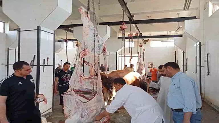 ذبح 870 رأسًا من الماشية دون مقابل في اليومين الأولين من عيد الأضحى بمحافظة المنيا (صور) ذبح 870 رأسًا من الماشية دون مقابل في اليومين الأولين من عيد الأضحى بمحافظة المنيا (صور)