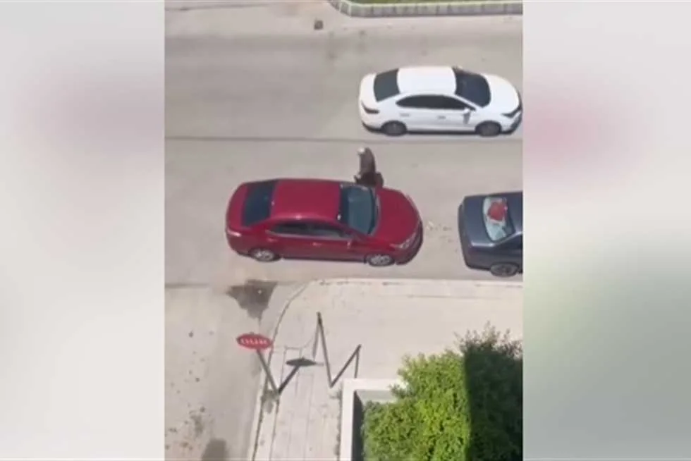 «رجل ينزل من سيارته للتسول ويتمنى جمع ثمن البنزين».. تفاعل واسع مع فيديو متداول. «رجل ينزل من سيارته للتسول ويتمنى جمع ثمن البنزين».. تفاعل واسع مع فيديو متداول.