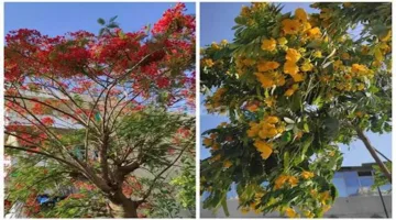 زهور البونسيانا والأكاسيا تخلق مشهدًا جماليًا في شوارع البحيرة (صور)