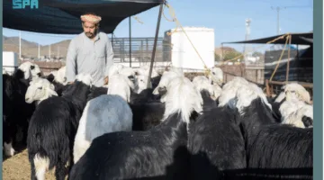 زيادة الفعاليات في أسواق الماشية بالمدينة المنورة تحضيرًا لعيد الأضحى