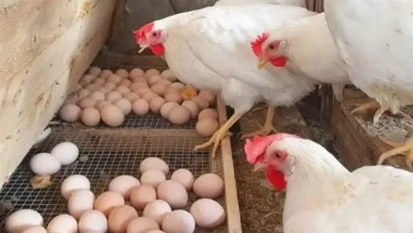 زيادة جديدة بعد الانخفاض قبل العيد.. اكتشف أسعار الدواجن والبيض اليوم. زيادة جديدة بعد الانخفاض قبل العيد.. اكتشف أسعار الدواجن والبيض اليوم.