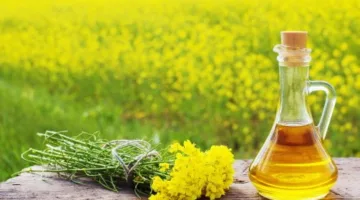 زيت بذور اللفت الروسي يتواجد في السوق المغربية للمرة الأولى منذ سنوات