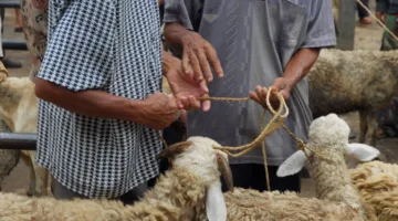 سوف تدفع 10 آلاف جنيه.. احذر من ذبح الأضاحي في الشوارع