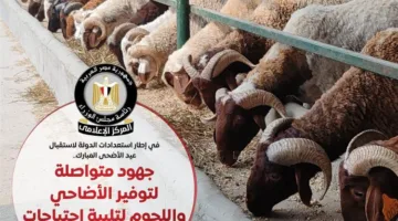 صور: الحكومة تبذل قصارى جهدها لتوفير الأضاحي واللحوم بأسعار معقولة في عيد الأضحى