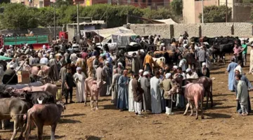 صور: حركة نشطة وإقبال كبير في سوق المواشي بالوراق قبل عيد الأضحى