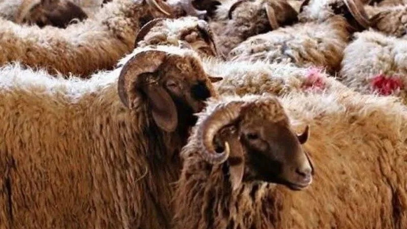 عيد الأضحى 2025: أحكام وشروط الأضحية وطرق التعامل معها عيد الأضحى 2025: أحكام وشروط الأضحية وطرق التعامل معها
