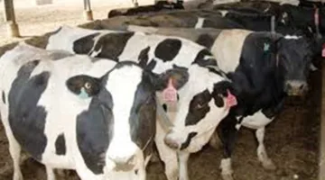 عيد الأضحى 2025: ما هو الحكم بشأن اشتراك المضحي مع صاحب العقيقة في ذبيحة واحدة؟