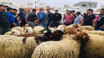 عيد الأضحى في تونس: استخدام اللحم الروماني كحل لمواجهة ارتفاع الأسعار