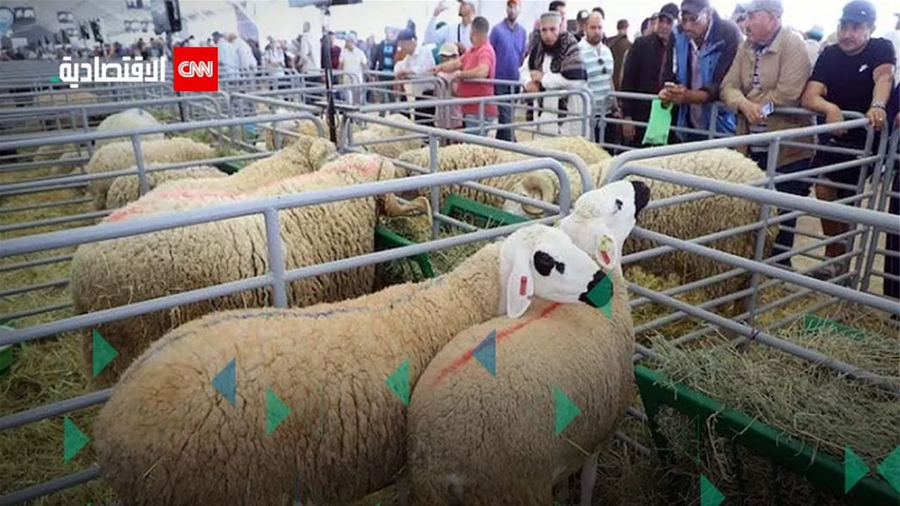 عيد الأضحى: كيفية تأثير أسعار الأضاحي على تقاليد المصريين عيد الأضحى: كيفية تأثير أسعار الأضاحي على تقاليد المصريين