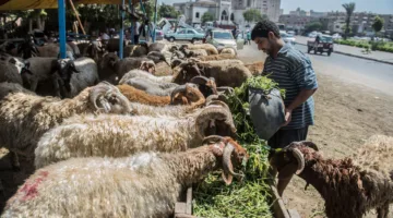 غرامة 10 آلاف جنيه والسجن لمدة عام: عقوبات شديدة لمن يقوم بذبح الأضاحي خارج المجازر الحكومية.