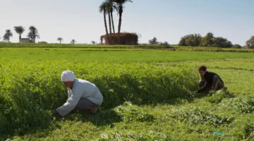 غرينبيس الشرق الأوسط وشمال أفريقيا تدعو إلى تعزيز الاستثمارات البيئية العادلة والشاملة في مصر