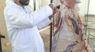 في اليوم الثاني من عيد الأضحى: استمرار عمل المجازر لذبح الأضاحي في شمال سيناء