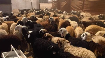 قبل عيد الأضحى: زيادة بنسبة 10% في أسعار الأضاحي واللحوم مع إقبال معتدل على الشراء