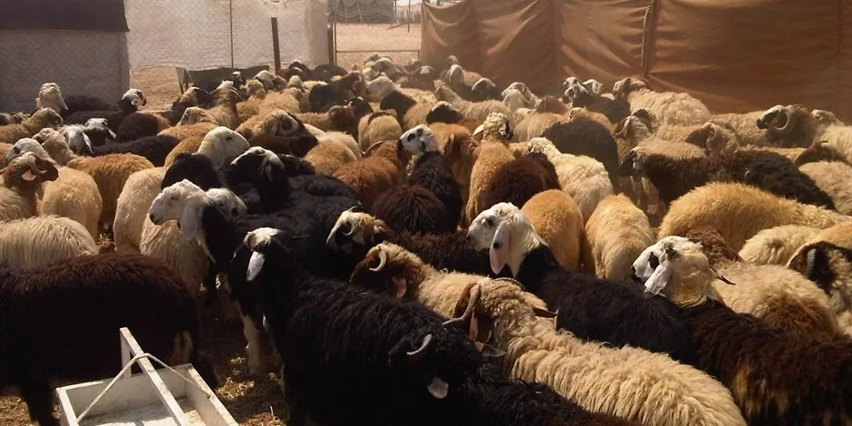 قبل عيد الأضحى: زيادة بنسبة 10% في أسعار الأضاحي واللحوم مع إقبال معتدل على الشراء قبل عيد الأضحى: زيادة بنسبة 10% في أسعار الأضاحي واللحوم مع إقبال معتدل على الشراء