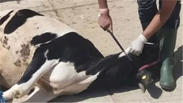 قبل قدوم عيد الأضحى.. اطلع على عقوبات ذبح الأضحية في الشارع