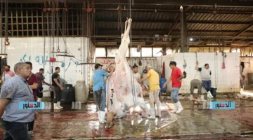 كلية الطب البيطري في القاهرة تحذر من ذبح الأضاحي خارج المسالخ المعتمدة