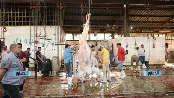 كلية الطب البيطري في القاهرة تحذر من ذبح الأضاحي خارج المسالخ المعتمدة كلية الطب البيطري في القاهرة تحذر من ذبح الأضاحي خارج المسالخ المعتمدة