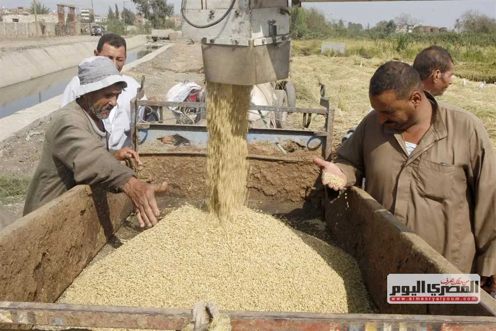 كم يبلغ سعر طن الشعير؟ تحديث لأسعار الأرز في أسواق الشرقية اليوم الإثنين 16 يونيو 2025