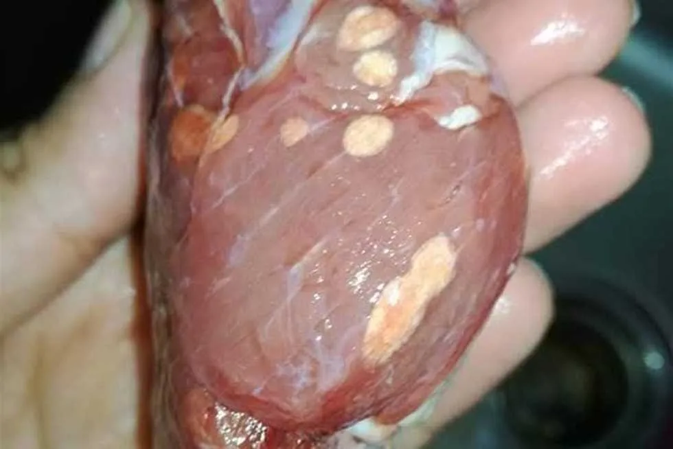 كيف تحمي نفسك من “حروق التجميد”؟.. أخطاء شائعة في تخزين اللحوم تحذر منها الإرشادات البيطرية كيف تحمي نفسك من “حروق التجميد”؟.. أخطاء شائعة في تخزين اللحوم تحذر منها الإرشادات البيطرية