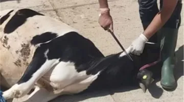 لجنة لحظر ذبح الأضاحي في شوارع أسوان وتطبيق غرامات صارمة على المخالفين